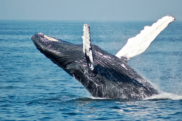 Ballena