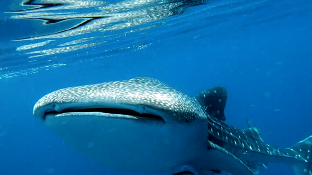 Tiburón Ballena