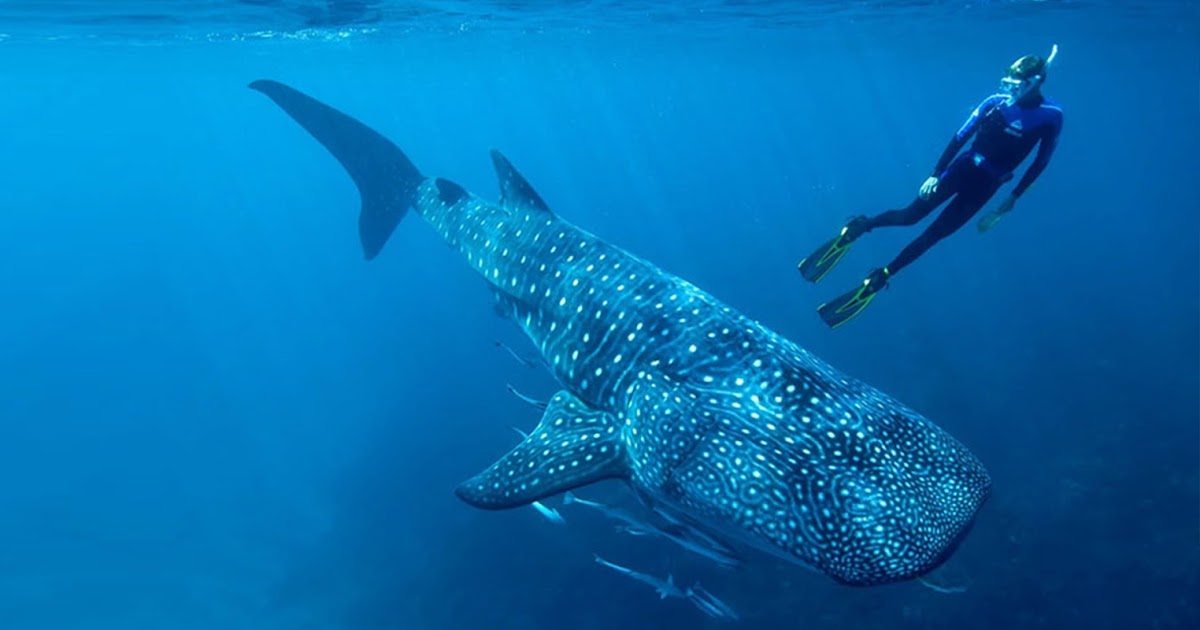 Nado con tiburón ballena